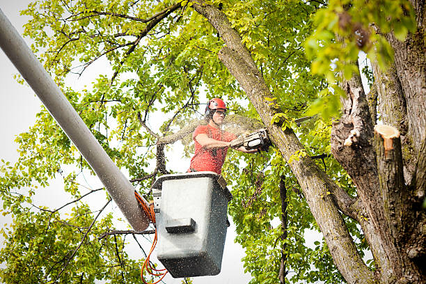 Professional Tree Services in Kincheloe, MI